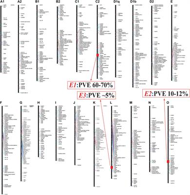 The Synchronized Efforts to Decipher the Molecular Basis for Soybean Maturity Loci E1, E2, and E3 That Regulate Flowering and Maturity